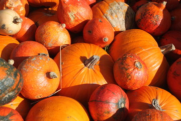 Pumpkin farm © Wiktoria