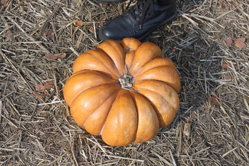 Pumpkin farm © Wiktoria
