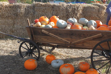 Pumpkin farm © Wiktoria