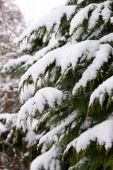 Christmas. Snow-covered branches of the Christmas tree. Snowy winter