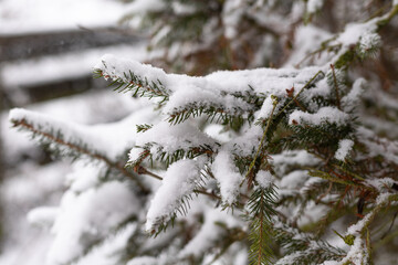 Christmas. Snow-covered branches of the Christmas tree. Snowy winter