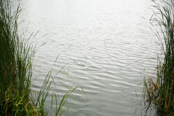 Scenic Lakeside View with Lush Green Reeds and Calm Water on a Cloudy Day