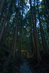 Obraz premium The forests of the Kumano Kodo in Asia, Japan, Kansai, Kumano Kodo, in summer, on a sunny day.