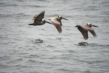 Brown pelicans (Pelecanus occidentalis) in flight over the Pacific Ocean, off of Mazatlan, Mexico