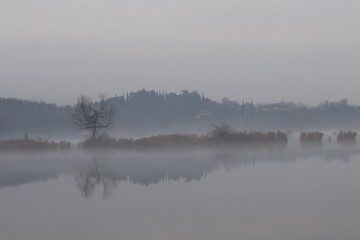 passaggio con nebbia e alberi