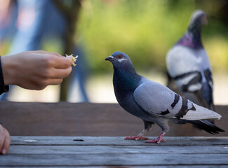 A moment of trust, a person feeds a pigeon