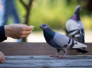 A moment of trust, a person feeds a pigeon