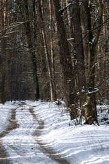 A winding path blanketed in fresh snow leads through a serene forest, where tall trees stand coated with frost. The scene invites a peaceful winter walk, amidst nature's quiet