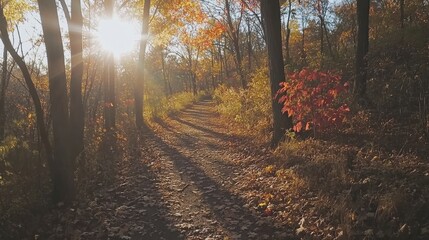 Fototapeta premium Autumnal Forest Path: Sunlight Dapples Through the Golden Leaves
