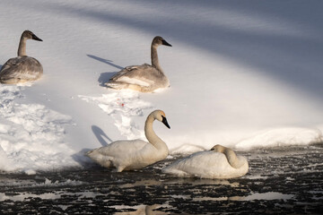 Trumpeter swans (Cygnus buccinator); Grand Teton NP; Wyoming