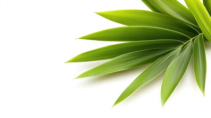 Fototapeta premium Lush Green Palm Fronds Isolated on White Background