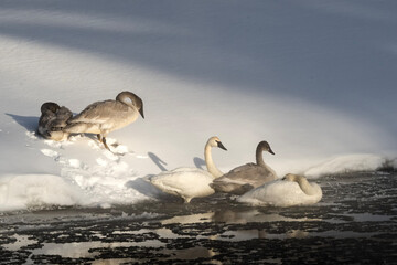 Trumpeter swans (Cygnus buccinator); Grand Teton NP; Wyoming