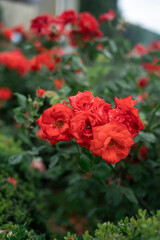 Beautiful red roses blooming in summer garden. Rose flowers growing outdoors, blossoming flower art design background.