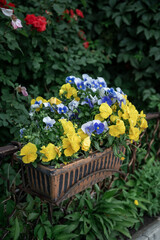 Beautiful flowers blooming in summer garden., blossoming flower art design background.