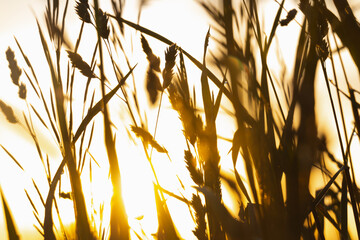 Dew or rain drops on fresh green wheat on sunrise. Nice bokeh effect of early morning golden hour....