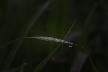 Dew or rain drops on fresh green wheat on sunrise. Nice bokeh effect of early morning golden hour. Plants birds and insects. Sun glares close up in a village. Kyiv, Ukraine. High resolution.