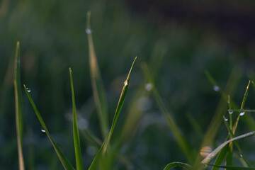 Dew or rain drops on fresh green wheat on sunrise. Nice bokeh effect of early morning golden hour. Plants birds and insects. Sun glares close up in a village. Kyiv, Ukraine. High resolution.