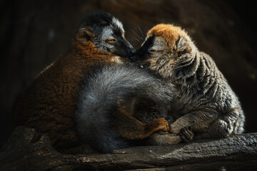 Red-fronted Lemur (Eulemur fulvus rufus) on the wood