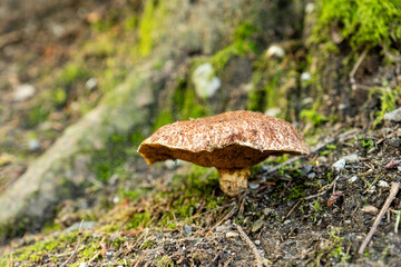 big mushroom in the autumn forest between the trees