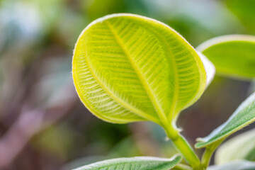 Pleroma heteromallum pertenece a la familia del Melastomataceae.