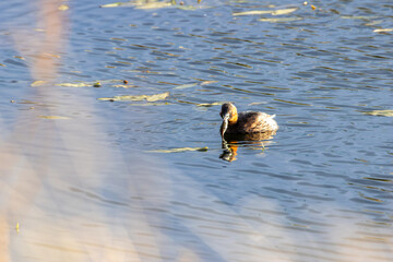 Little Grebe (Tachybaptus ruficollis), often found in lakes and ponds, spotted in Father Collins Park