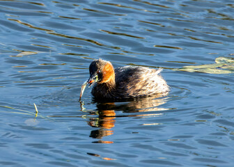 Little Grebe (Tachybaptus ruficollis), often found in lakes and ponds, spotted in Father Collins...