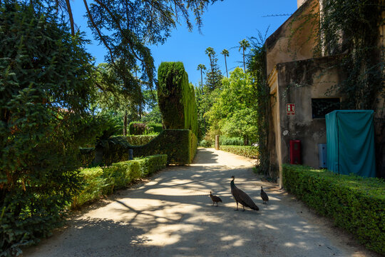 Sevilla, Spain - August 01, 2024: Patio de las Doncellas in Royal palace, Real Alcazar (built in 1360) in Seville, Andalusia, Spain. The Alc&aacute;zar of Seville, officially called Royal Alc&aacute;zar of Seville,