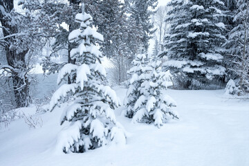 Snow flocked trees along the Snake River; Grand Teton NP; Wyoming