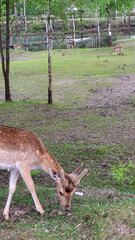 Fallow deer in the park. Young fallow deer in the forest in summer day.