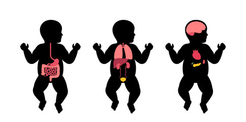 Human internal organs