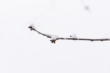 Snow-covered trees in the garden. Snowy winter. Rural winter nature