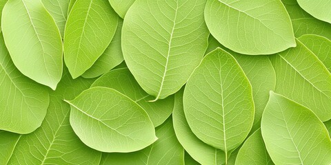 A Collection Of Vibrant Green Leaves Background