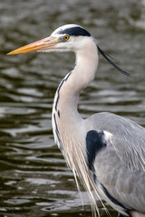 Heron