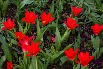 Open Tulips