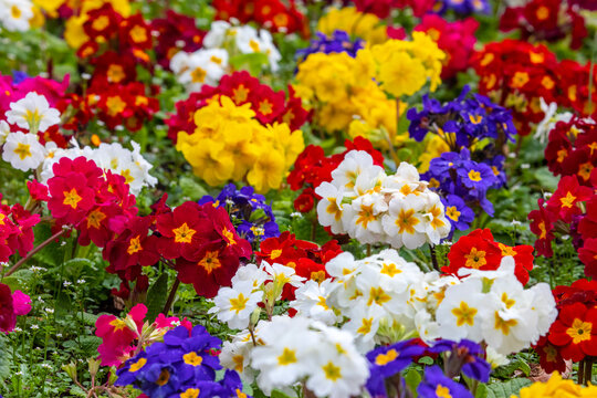 Primula Flowers
