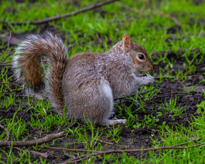 Squirrel in a London Park