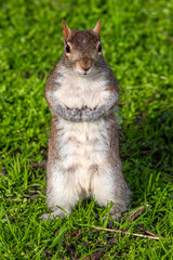 Close-up of a Squirrel