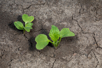 Radish plant seedlings with cotyledon and true leaf growing in garden. Gardening, organic vegetables and agriculture concept.