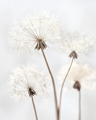 Fototapeta premium Minimalist dandelion seed heads and wild grasses on a white background