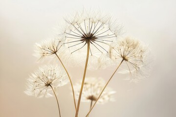 Delicate dandelion seed heads in soft golden light