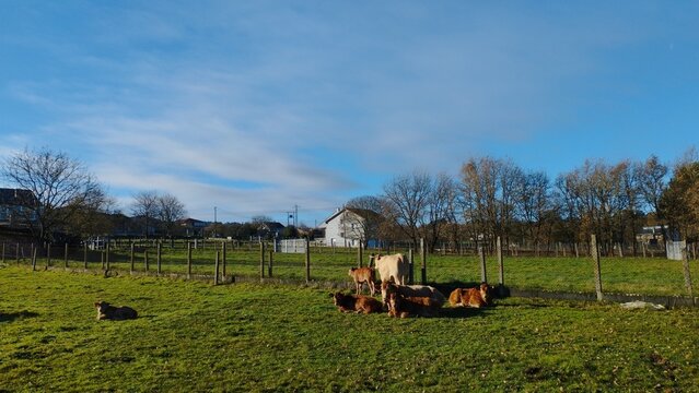 Reba&ntilde;o de vacas en un prado en Galicia