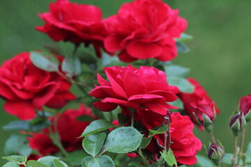 roses in the garden
