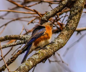 Eastern Bluebird on branch