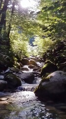 Obraz premium Sunlight Drenched Forest Stream - A Serene Nature Escape