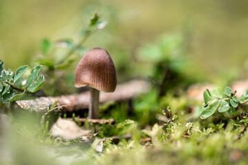 Mushroom. small forest inedible brown mushroom in moss
