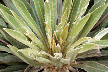 Detailed view of a frailejón (Espeletia) plant with its characteristic fuzzy leaves and dried...