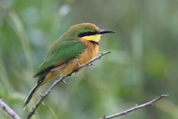 Zwergspint / Little bee-eater / Merops pusillus
