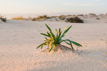 Sea daffodil plant grows in the sandy dunes, illuminated by warm sunlight.