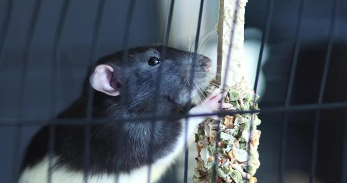 Cute rat eats dry food mix, domestic fancy rat is eating seeds, rats nutrition
