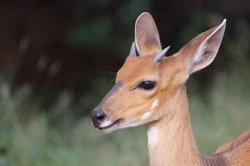 Buschbock / Bushbuck / Tregelaphus scriptus.
